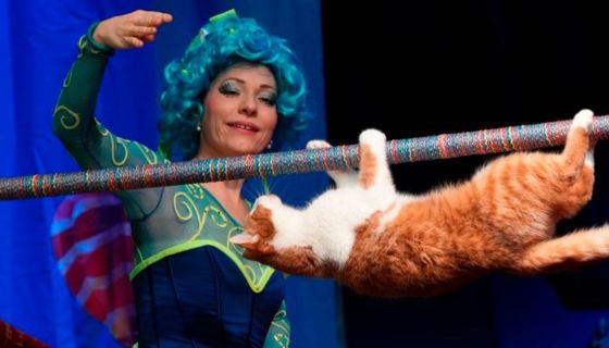 Театр Юрия Куклачёва. Коты спасают мир, Балашиха