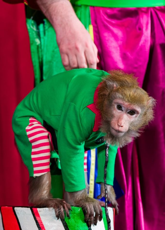 Пушистый цирк