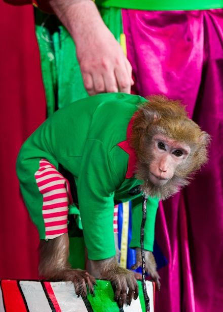 Пушистый цирк