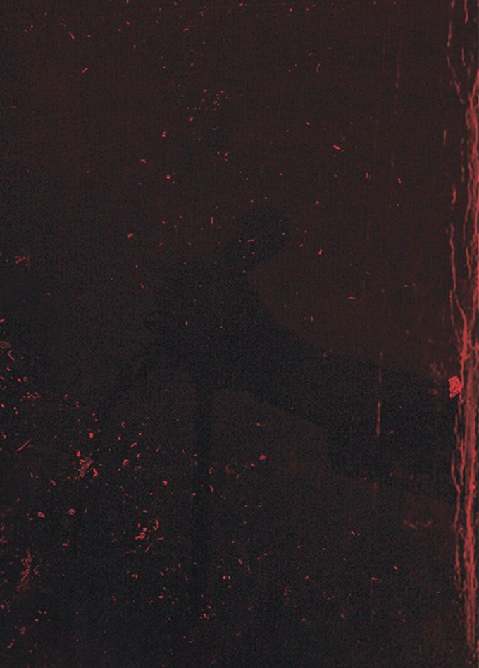 Собаки Табака