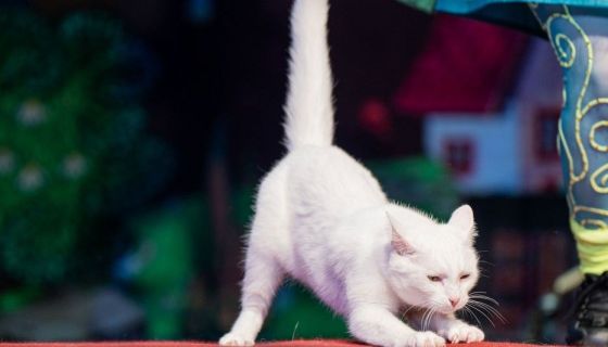 Театр кошек Куклачёва. Коты спасают мир, Ступино