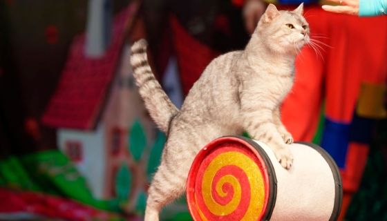 Театр кошек Куклачёва. Коты спасают мир, Чехов