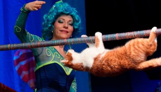 Театр кошек Куклачёва. Коты спасают мир, Наро-Фоминск