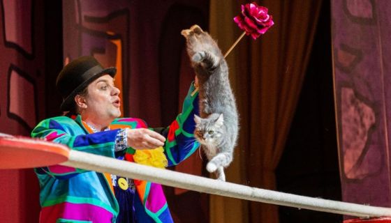 Театр кошек Куклачёва. Волшебные кошки, Подольск