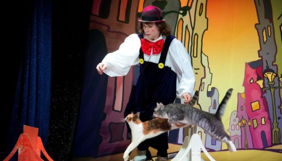 Театр кошек Куклачёва. Волшебные кошки, Подольск