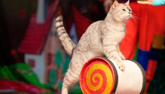 Театр кошек Куклачёва. Коты спасают мир, Лобня