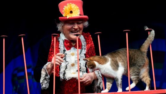 Театр кошек Куклачёва. Коты спасают мир, Домодедово