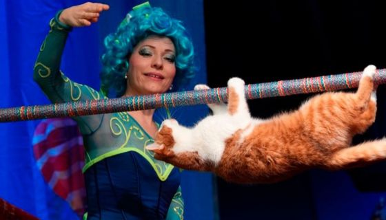 Театр кошек Куклачёва. Коты спасают мир, Ершово