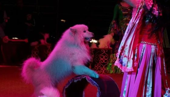 Цирк-шапито «Circusland». Шоу «Хищник и принцесса цирка», Дзержинск