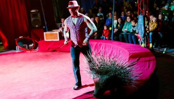 Цирк-шапито «Феникс», Коломна