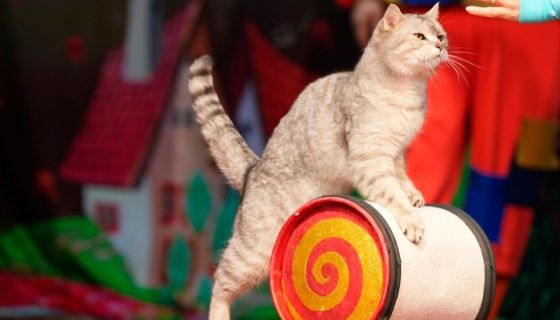 Театр кошек Куклачёва. Коты спасают мир, Орехово-Зуево