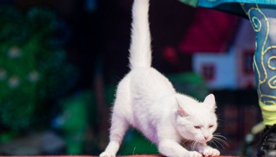 Театр кошек Куклачёва. Коты спасают мир, Воскресенск