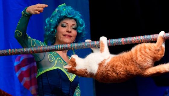 Театр кошек Куклачёва. Коты спасают мир, Воскресенск