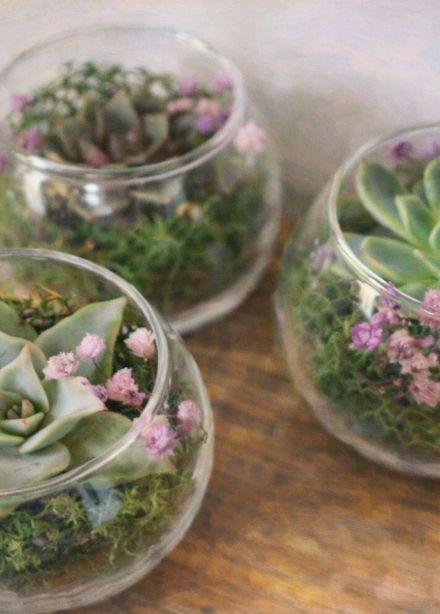 Мастер-класс «Создание живого флорариума»