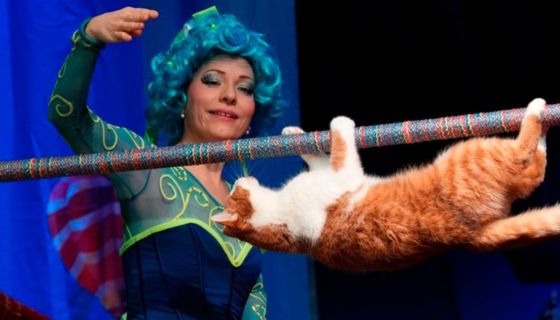 Театр кошек Куклачёва. Коты спасают мир, Щелково