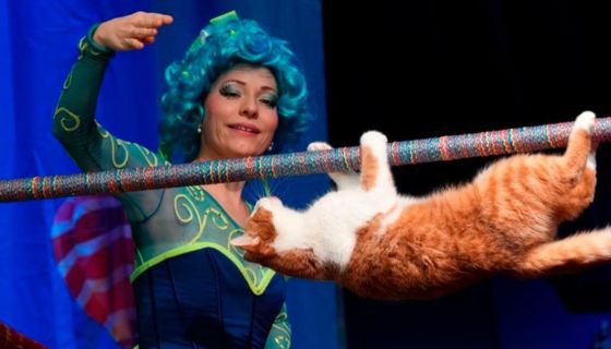 Театр кошек Куклачёва. Коты спасают мир, Балашиха