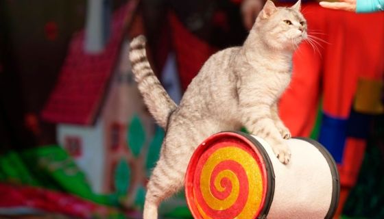 Театр кошек Куклачёва. Коты спасают мир, Балашиха