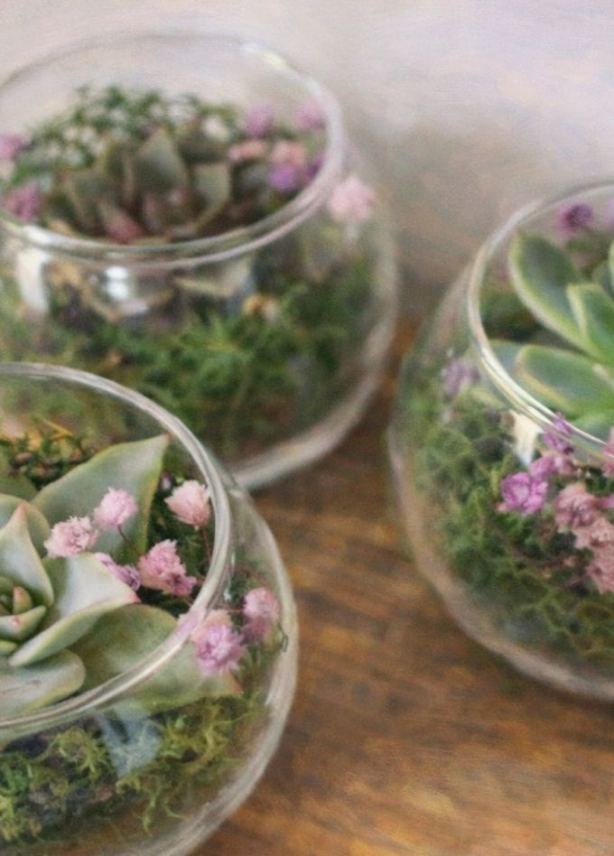 Создание живого флорариума