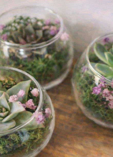 Создание живого флорариума