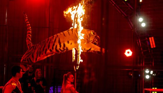 Цирк-шапито «Виват», Домодедово