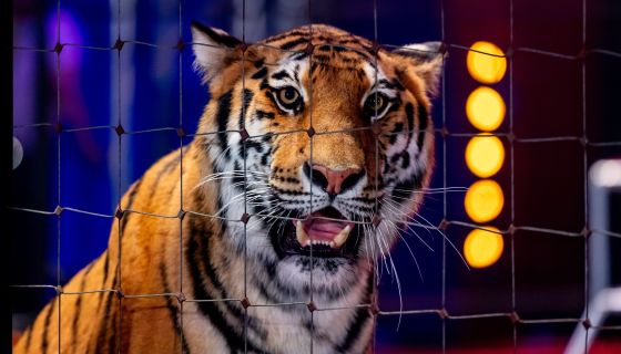 Цирк-шапито «Виват», Домодедово