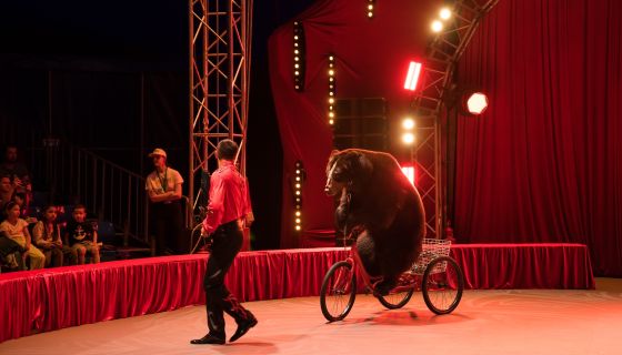 Цирк-шапито «Виват», Домодедово