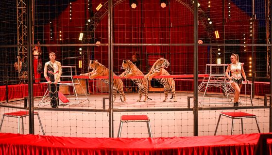 Цирк-шапито «Виват», Домодедово