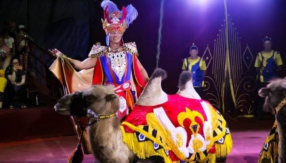 Цирк-шапито «Феникс», Жуковский