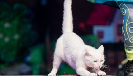 Театр кошек Куклачёва. Коты спасают мир, Чехов