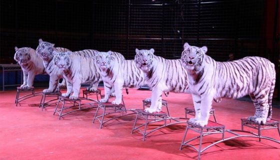 Цирк «МАКСИМУС». Шоу-программа «Белые тигры Орландо», Лобня